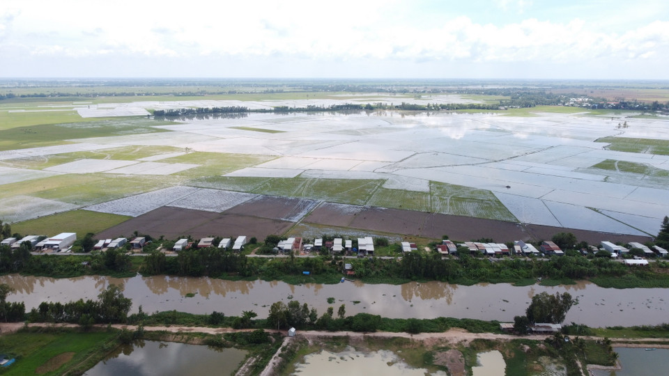 Cánh đồng huyện Tân Hưng mùa lũ thấp năm 2023. (Ảnh: Đức Hạnh/TTXVN)