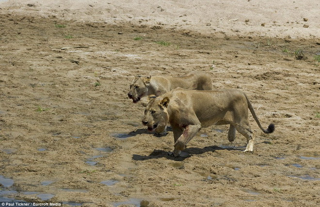 Hai con sư tử đói lao tới. (Nguồn: Barcroft Media)