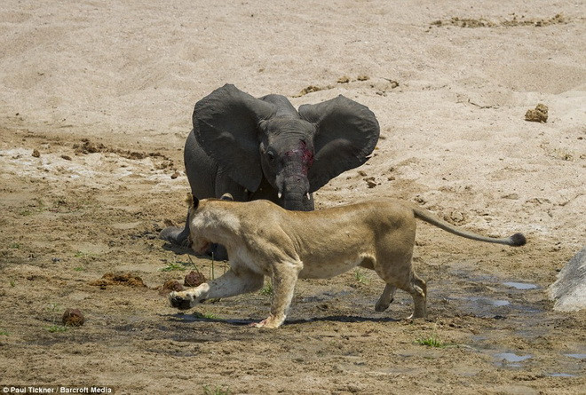 Chú voi con tội nghiệp bị bao vây. (Nguồn: Barcroft Media)