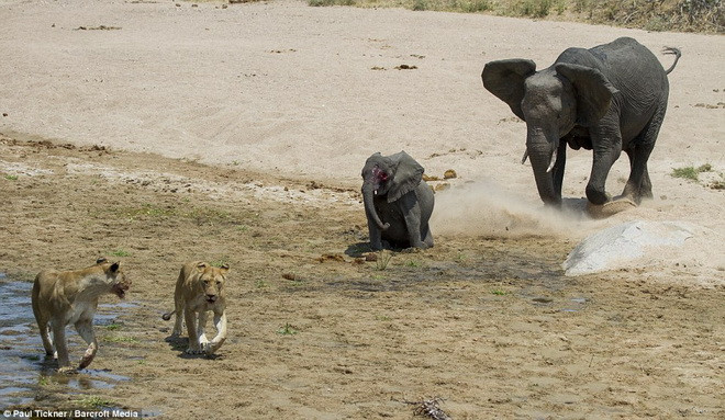 Chú voi con đã lọt vào tầm ngắm của hai con sư tử đói. (Nguồn: Barcroft Media)