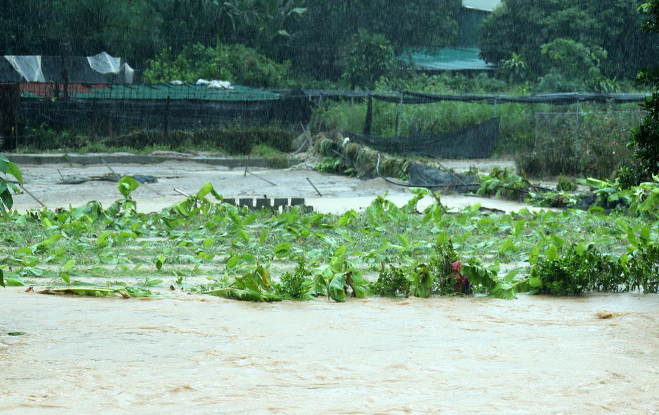 Lũ trên suối Ngòi Đum khu vực Cốc San, thành phố Lào Cai dâng cao làm ngập úng hoa màu của người dân, sáng 9/9.(Ảnh: Quốc Khánh/TTXVN)