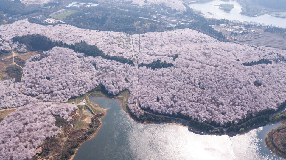 Hoa anh đào nở rộ tại tỉnh Quý Châu, Trung Quốc, ngày 19/3/2019. (Ảnh: THX/TTXVN)