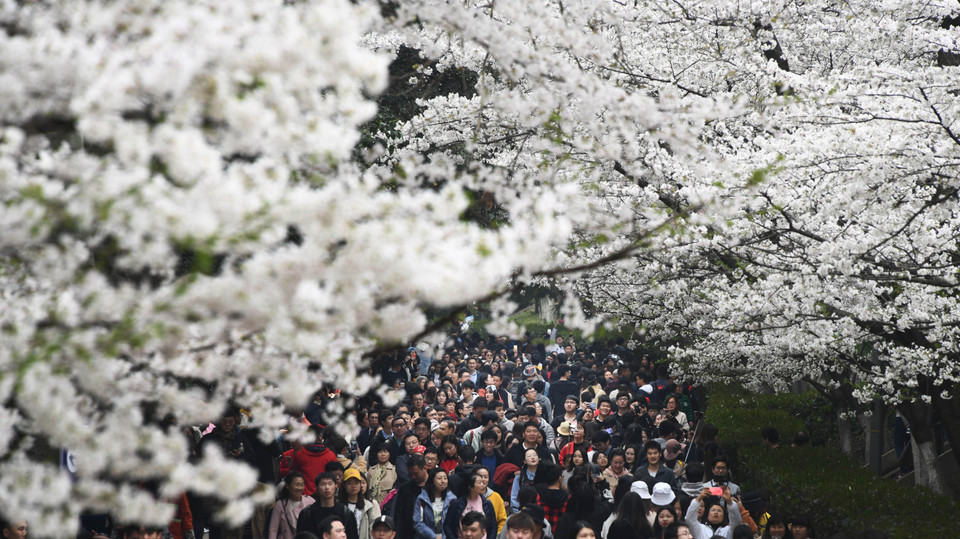 Hoa anh đào nở rộ tại Vũ Hán, tỉnh Hồ Bắc, Trung Quốc, ngày 23/3/2019. (Ảnh: THX/TTXVN)