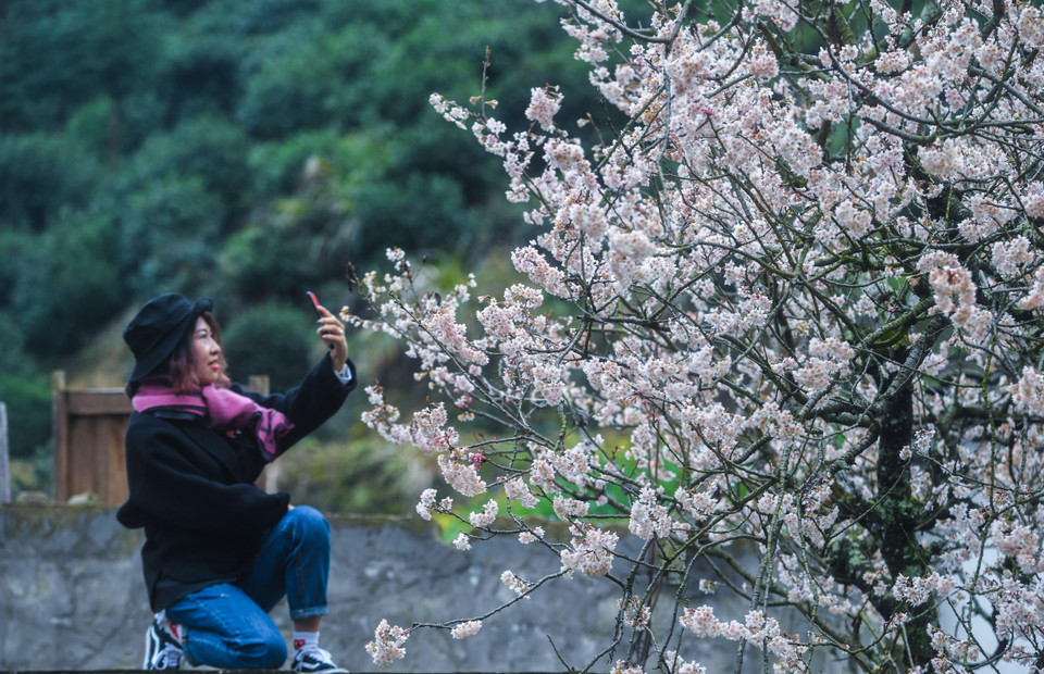 Du khách chiêm ngưỡng hoa anh đào nở rộ tại tỉnh Chiết Giang, Trung Quốc, ngày 14/3/2019. (Ảnh: THX/TTXVN)