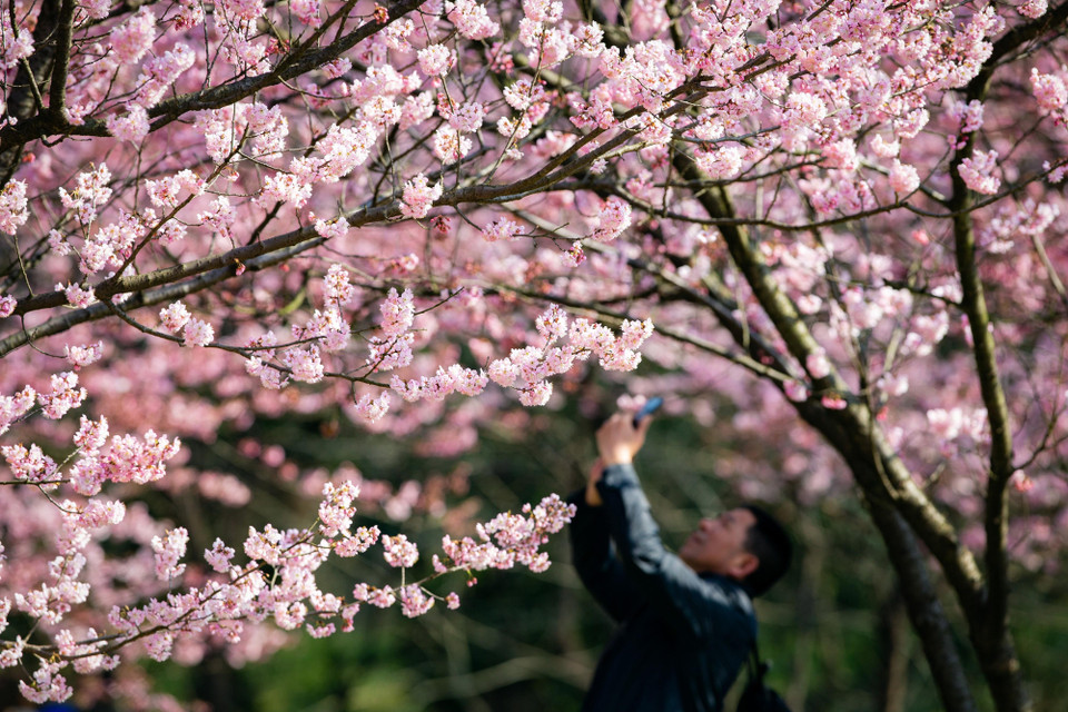 Hoa anh đào nở rộ tại Nam Kinh, tỉnh Giang Tô, Trung Quốc, ngày 12/3/2019. (Ảnh: THX/TTXVN)