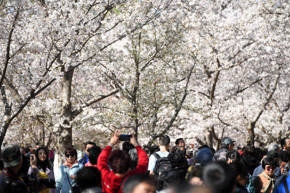 Du khách chiêm ngưỡng hoa anh đào tại Bắc Kinh, Trung Quốc, ngày 25/3/2019. (Ảnh: THX/TTXVN)