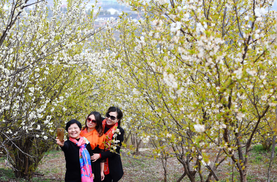 Du khách chiêm ngưỡng hoa anh đào nở rộ tại tỉnh Thiểm Tây, Trung Quốc, ngày 14/3/2019. (Ảnh: THX/TTXVN)