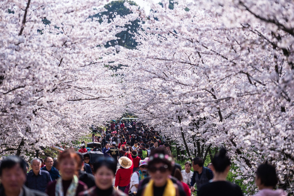 Hoa anh đào nở rộ tại tỉnh Quý Châu, Trung Quốc, ngày 19/3/2019. (Ảnh: THX/TTXVN)