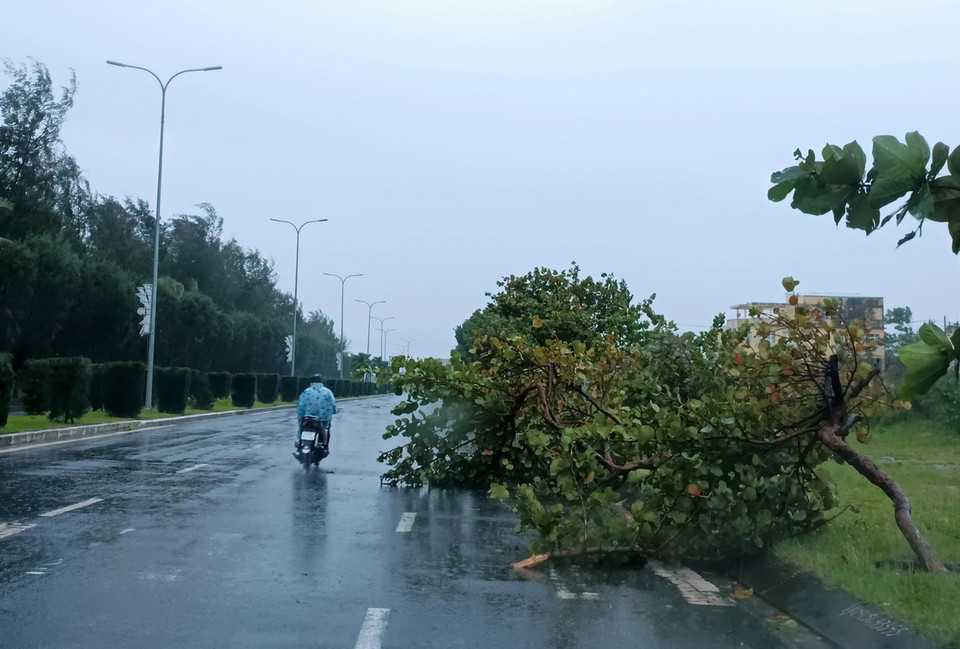 Cây đổ trên đường Nguyễn Tất Thành, gần bãi biển Xuân Thiều (quận Liên Chiểu). (Ảnh: Quốc Dũng/TTXVN)