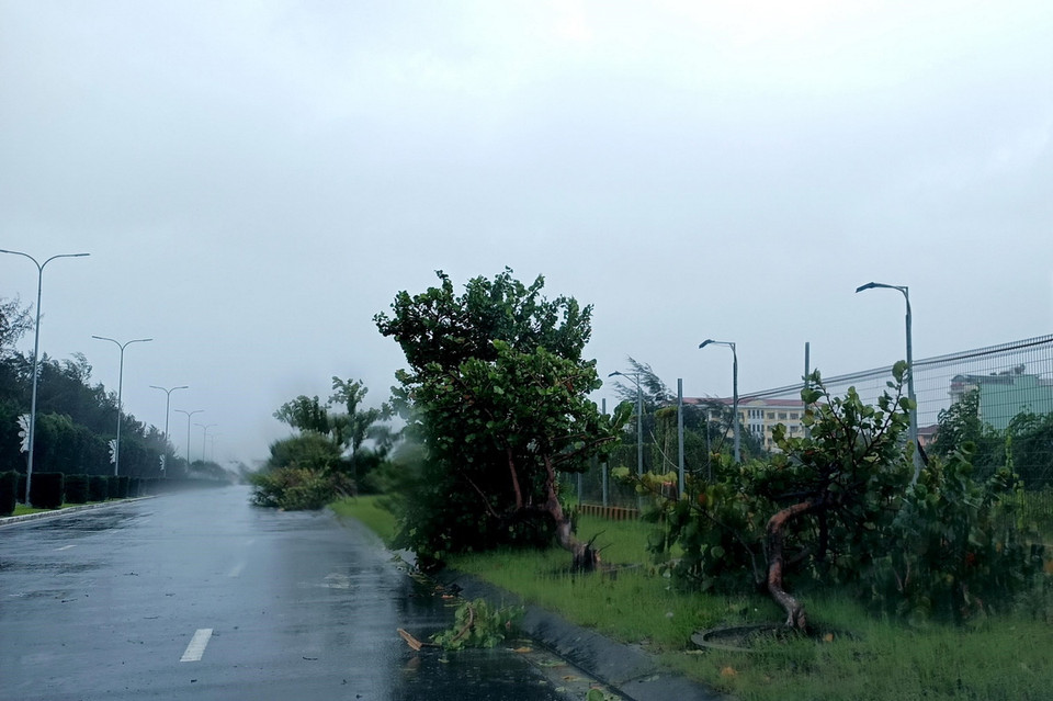 Cây đổ hàng loạt trên đường Nguyễn Tất Thành (quận Liên Chiểu). (Ảnh: Quốc Dũng/TTXVN)