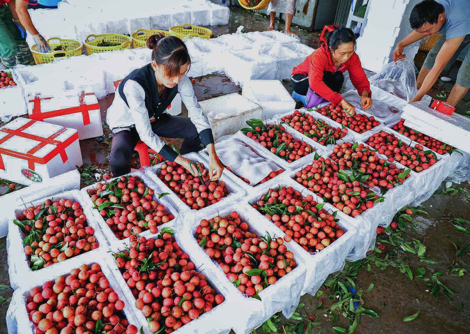 Cơ sở thu mua Hà Thúy, phố Lường, xã Hồng Giang, huyện Lục Ngạn (Bắc Giang) mỗi ngày thu mua, sơ chế, đóng thùng xốp để bảo quản gần 20 tấn quả vải tươi cung cấp cho thị trường trong nước và xuất khẩu. Đến thời điểm hiện tại, vải thiều Bắc Giang đã xuất khẩu đi 30 thị trường trên thế giới như EU, Nga, Mỹ, Canada, Trung Quốc, Nhật Bản, Hàn Quốc, Singgapore, Thái Lan, Australia… (Ảnh: Vũ Sinh/TTXVN)