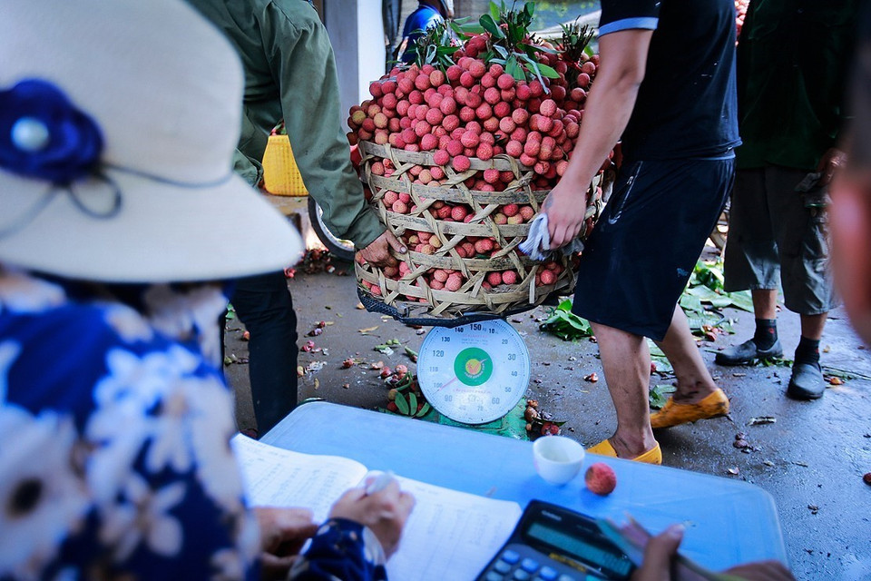 Giá vải vụ năm nay có xu hướng cao hơn vụ trước và ổn định hơn, nhờ đó, lợi nhuận của nông dân được đảm bảo hơn. Trừ chi phí sản xuất khoảng 20%, người trồng vải thu được lợi nhuận khoảng 80% tổng giá trị. (Ảnh: Trọng Đạt/TTXVN)