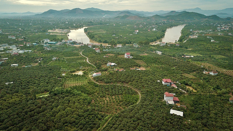  Vùng vải thiều của huyện Lục Ngạn (Bắc Giang) hiện có hơn 217ha trồng để xuất khẩu theo tiêu chuẩn GlobalGap với 18 mã vùng được cấp tại 6 xã gồm Hồng Giang, Kiên Lao, Tân Sơn, Giáp Sơn, Tân Mộc và Biên Sơn. (Ảnh: Trọng Đạt/TTXVN)