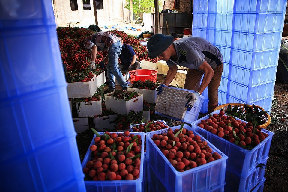 Cơ sở thu mua Trâm Anh, phố Lường, xã Hồng Giang, huyện Lục Ngạn (Bắc Giang) mỗi ngày thu mua, sơ chế, đóng thùng nhựa bảo quản hơn 10 tấn quả vải tươi xuất khẩu sang thị trường Trung Quốc. Đây là một trong 7 cơ sở thu mua liên kết với doanh nghiệp Trung Quốc từ nhiều năm. (Ảnh: Trọng Đạt/TTXVN)