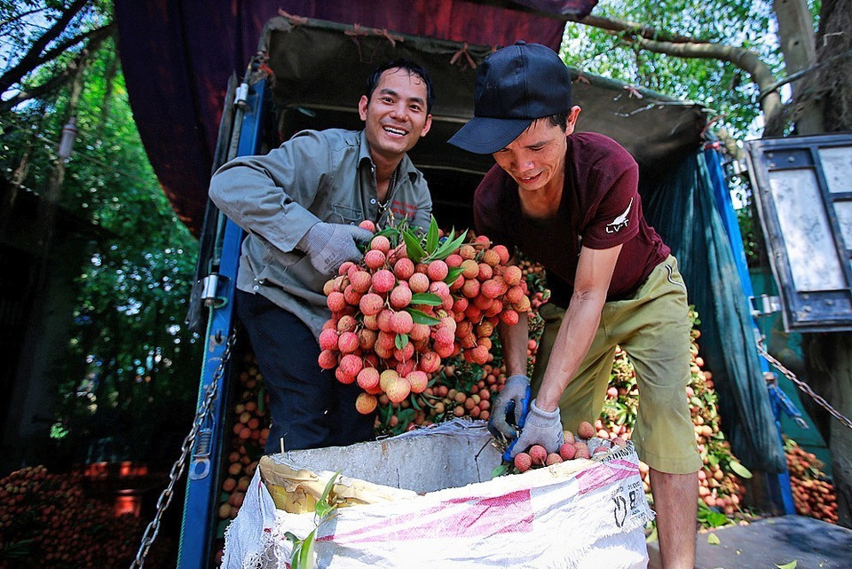  Giá vải vụ năm nay có xu hướng cao hơn vụ trước và ổn định hơn, nhờ đó, lợi nhuận của nông dân được đảm bảo hơn. Trừ chi phí sản xuất khoảng 20%, người trồng vải thu được lợi nhuận khoảng 80% tổng giá trị. (Ảnh: Trọng Đạt/TTXVN)