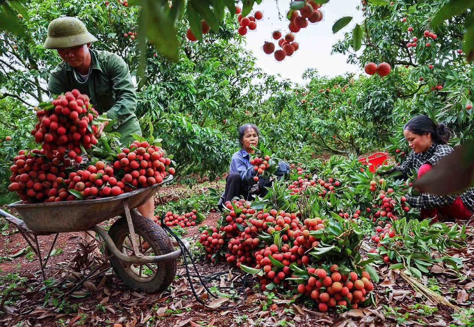 Huyện Lục Ngạn (Bắc Giang) hiện có hơn 217ha vải thiều xuất khẩu theo tiêu chuẩn GlobalGap với 18 mã vùng được cấp tại 6 xã gồm: Hồng Giang, Kiên Lao, Tân Sơn, Giáp Sơn, Tân Mộc và Biên Sơn. (Ảnh: Vũ Sinh/TTXVN)