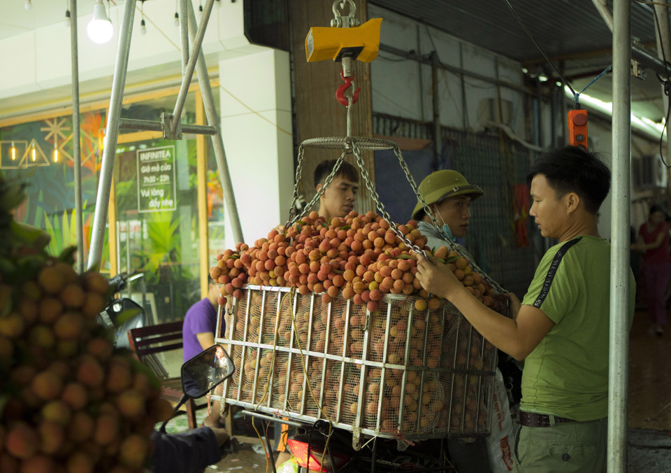 Thu mua vải thiều tại một cơ sở ở phố Kim, xã Phượng Sơn, huyện Lục Ngạn (Bắc Giang) để sơ chế, bảo quản và bán cho các thương nhân. Hiện tại, ở Bắc Giang có khoảng 1.650 thương nhân tập trung mua vải thiều, chủ yếu thu mua trên địa bàn của huyện Lục Ngạn. (Ảnh: Hoàng Hùng/TTXVN)