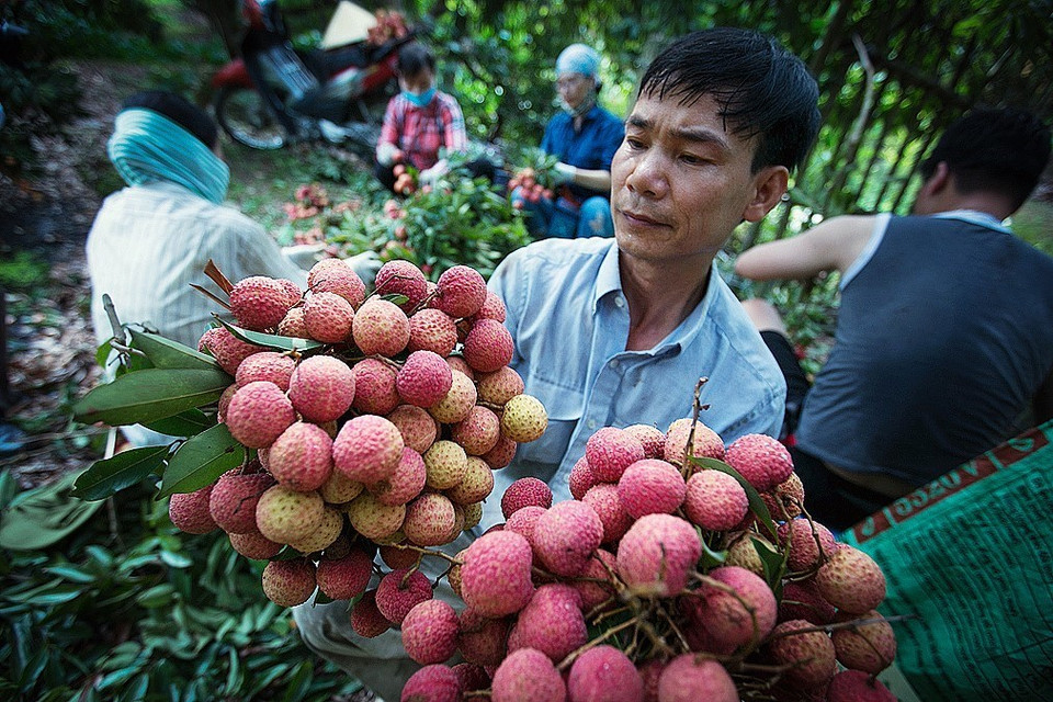 Phong trào sản xuất vải thiều sạch, an toàn theo tiêu chuẩn thực hành sản xuất nông nghiệp tốt ngày càng phát triển và nhân rộng; ý thức của người trồng vải không ngừng được nâng cao, nhờ đó, năng suất, chất lượng vải thiều của huyện Lục Ngạn (Bắc Giang) tiếp tục được tăng lên, thị trường tiêu thụ ngày càng được mở rộng với giá cao. (Ảnh: Trọng Đạt/TTXVN)