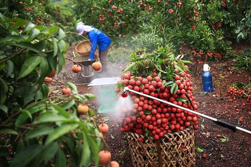 Thu hoạch vải thiều sản xuất theo tiêu chuẩn GlobalGap tại một hộ gia đình ở xã Hồng Giang, huyện Lục Ngạn (Bắc Giang). Đến nay, huyện Lục Ngạn có hơn 218ha vải thiều sản xuất theo tiêu chuẩn VietGap và GlobalGap được Mỹ cấp mã số IRADS với 394 hộ sản xuất đủ tiêu chuẩn xuất khẩu sang thị trường Mỹ tại 6 xã gồm Hồng Giang, Kiên Lao, Tân Sơn, Giáp Sơn, Tân Mộc và Biên Sơn. (Ảnh: Trọng Đạt/TTXVN)