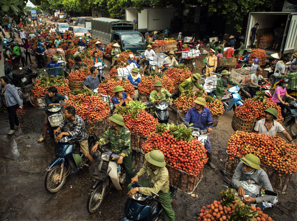 Huyện Lục Ngạn (Bắc Giang) là vùng sản xuất vải thiều lớn nhất cả nước, sản lượng năm 2018 ước đạt hơn 90.000 tấn, tăng hơn 30.000 tấn so với năm trước. (Ảnh: Hoàng Hùng/TTXVN)