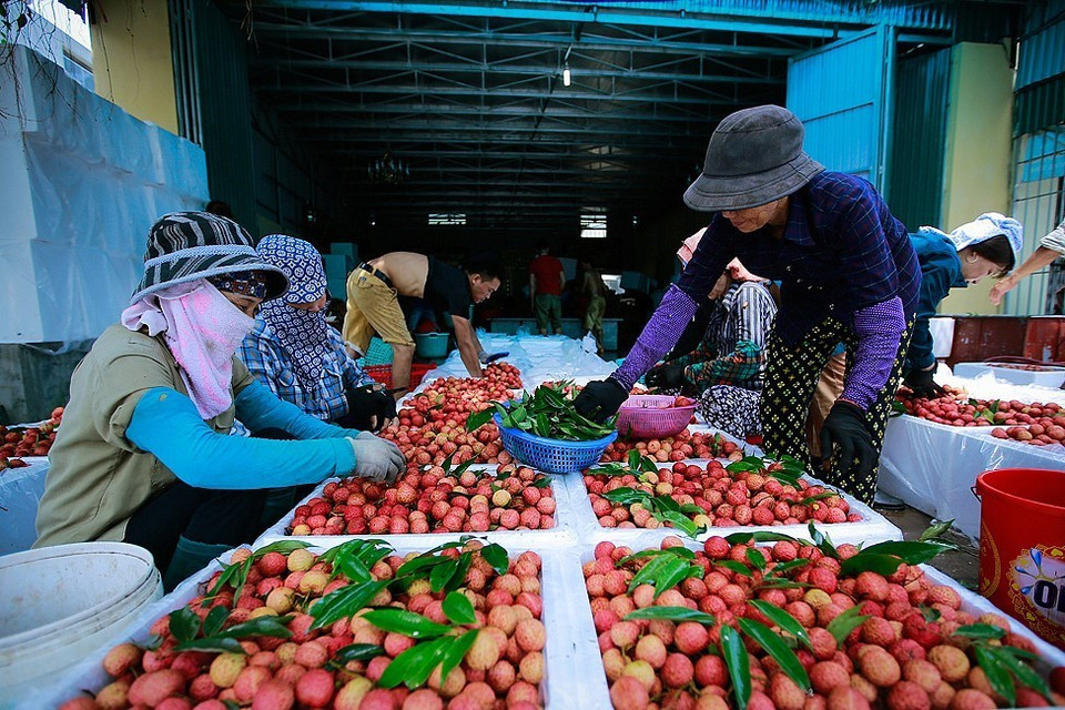 Vải thu hoạch được đưa đến các điểm thu mua để tiến hành vệ sinh, ướp lạnh, đóng thùng xốp bảo quản trước khi chuyển đi tiêu thụ trong nước hoặc xuất khẩu. (Ảnh: Trọng Đạt/TTXVN)