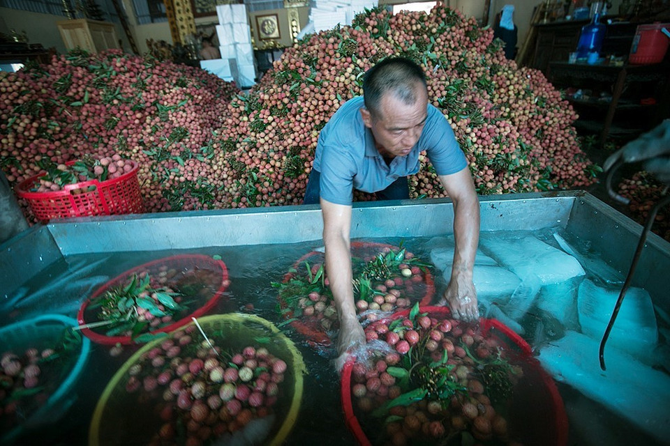 Vải thu hoạch được đưa đến các điểm thu mua để tiến hành vệ sinh, ướp lạnh, đóng thùng xốp bảo quản trước khi chuyển đi tiêu thụ trong nước hoặc xuất khẩu. (Ảnh: Trọng Đạt/TTXVN)