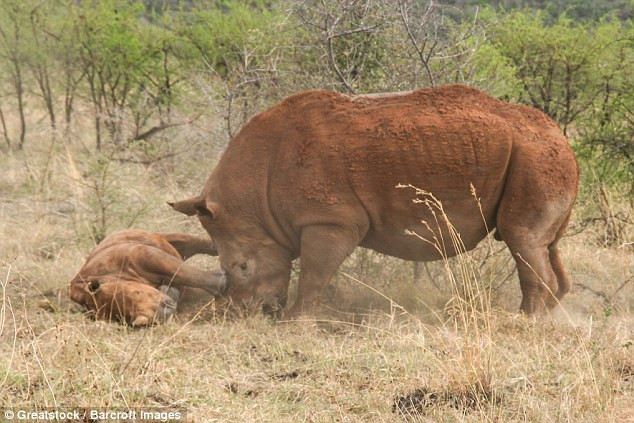 Ông Peter đã báo với các kiểm lâm viên Khu bảo tồn Madikwe về sự việc trên để họ tới kiểm tra sức khỏe cho chú tê giác con. (Nguồn: Barcroft)