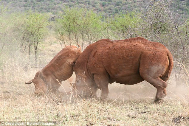 Con tê giác con bị kẻ thù hung dữ húc tung lên trời và còn bị sừng đâm nhiều lần vào người. Con tê giác nằm gục xuống đất trong vài phút. (Nguồn: Barcroft)