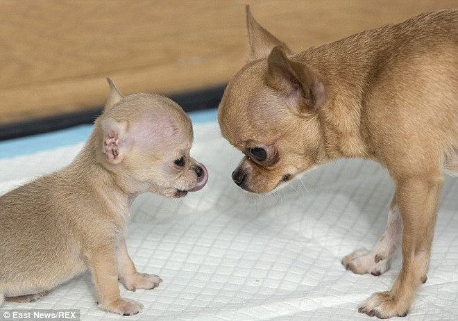 Toudi nhỏ hơn rất nhiều so với chị gái của mình. (Nguồn: Daily Mail)