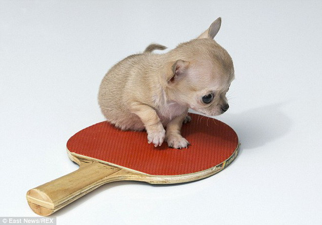 Mọi người đều tỏ ra thích thú khi thấy Toudi. (Nguồn: Daily Mail)