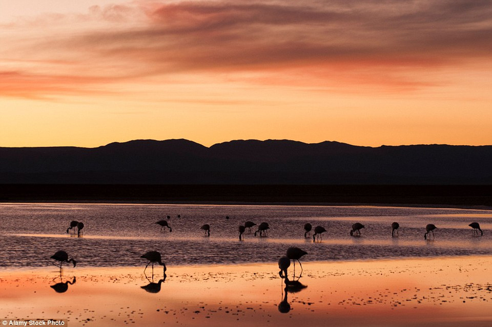 Những chú chim hồng hạc trên hồ nước ở sa mạc Atacama, Chile trong ráng chiều. (Nguồn: Getty Images)