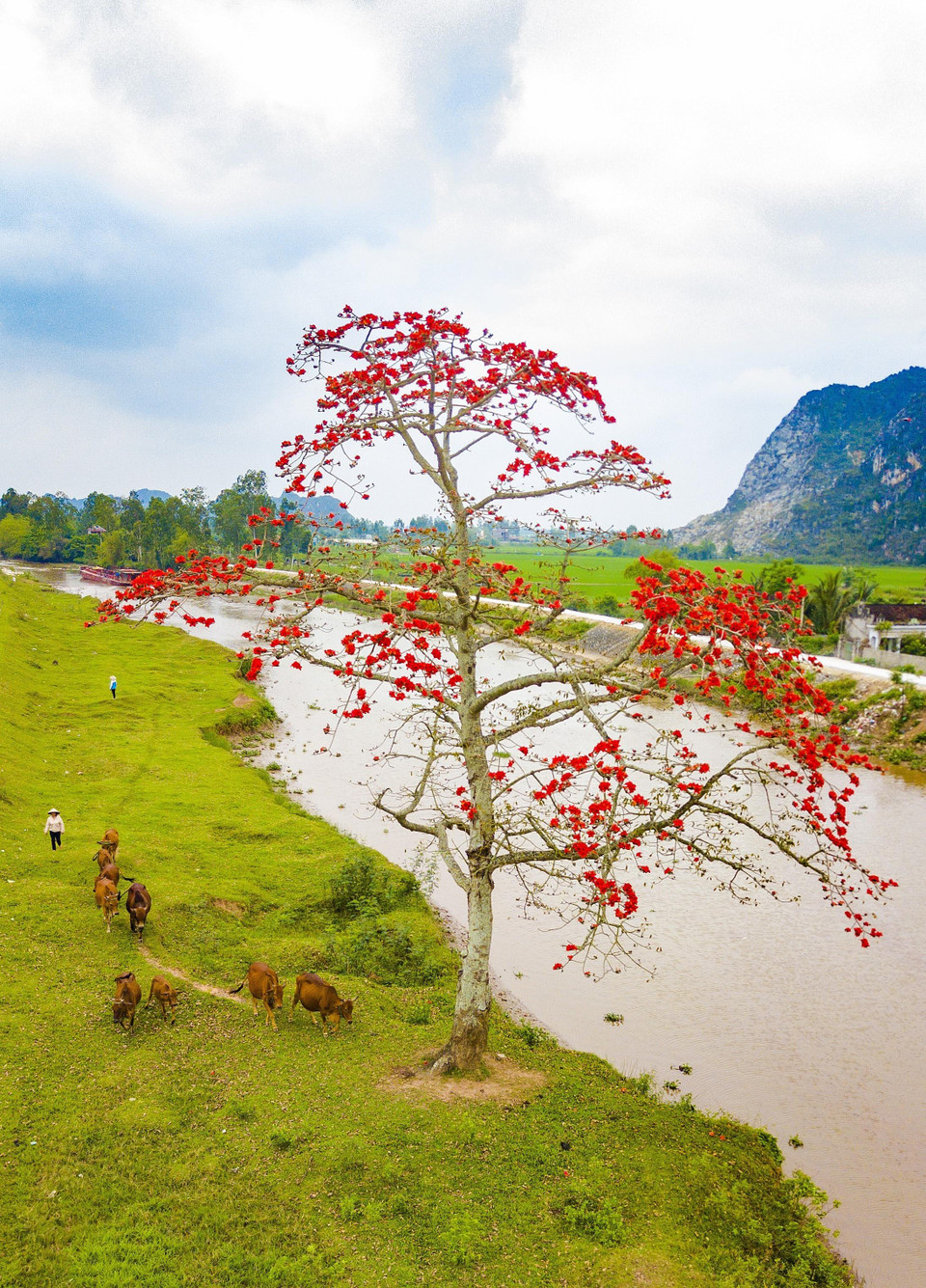 Hoa gạo báo hiệu những ngày rét cuối Đông đã hết.(Ảnh: Minh Đức/TTXVN)