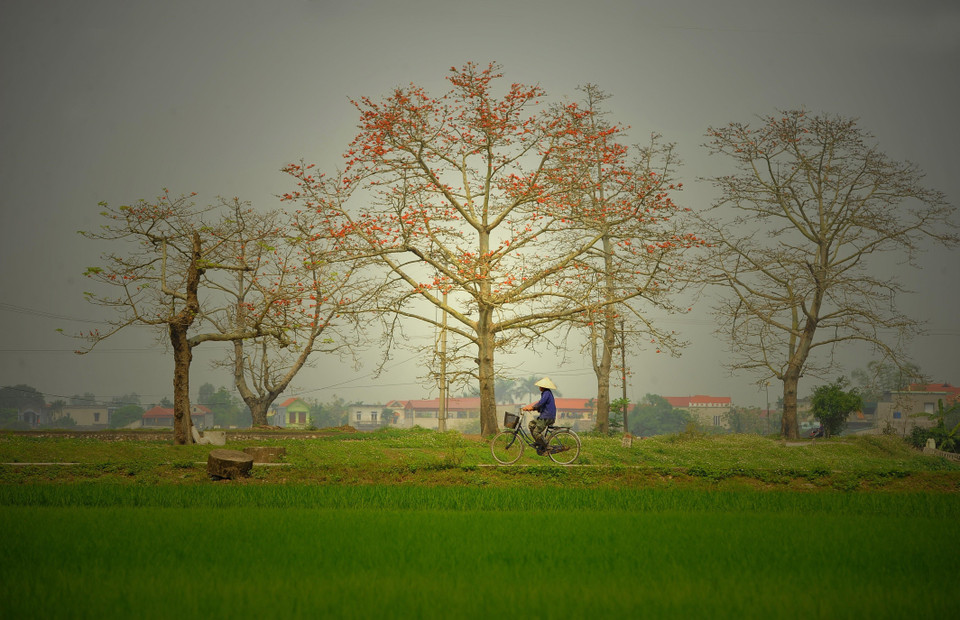 Hàng cây gạo nở rực rỡ. 