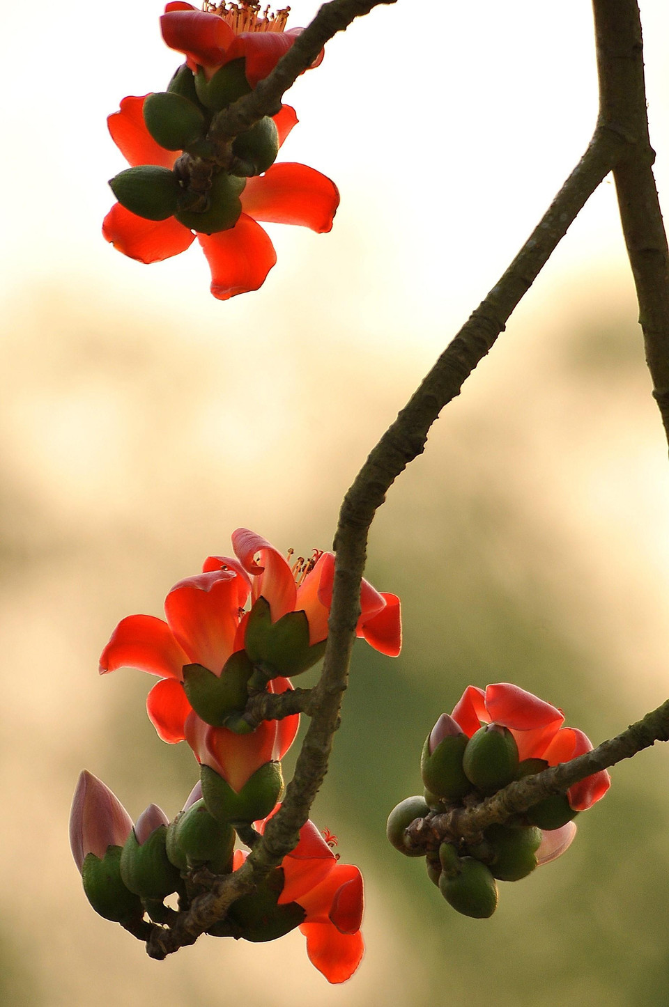 Hoa gạo cánh dày, màu đỏ cam rực rỡ như những đốm lửa. (Ảnh: Minh Đức/TTXVN)