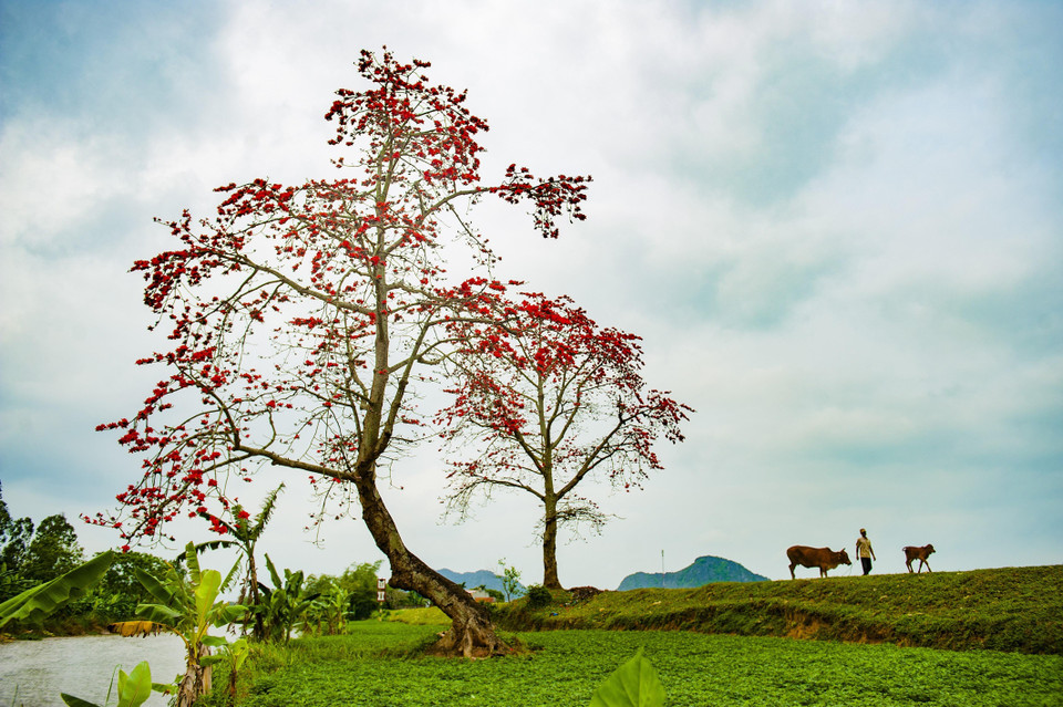 Làng quê thanh bình. (Ảnh: Minh Đức/TTXVN)
