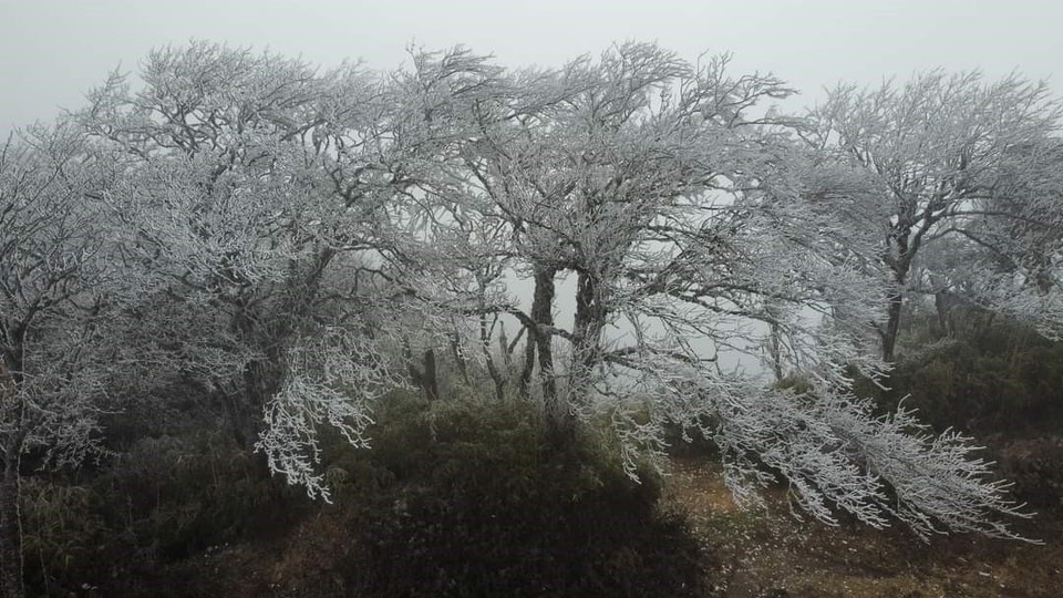 Những cành cây trên đỉnh núi Phia Oắc phủ màu trắng của băng tuyết, trông xa như những cành hoa mận trắng bung nở. (Ảnh: TTXVN)