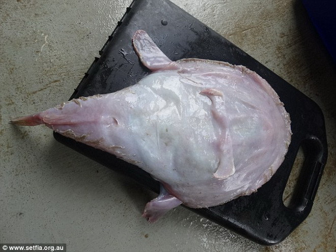 Theo các chuyên gia, đây nhiều khả năng là loài cá monkfish. (Nguồn: Daily Mail)