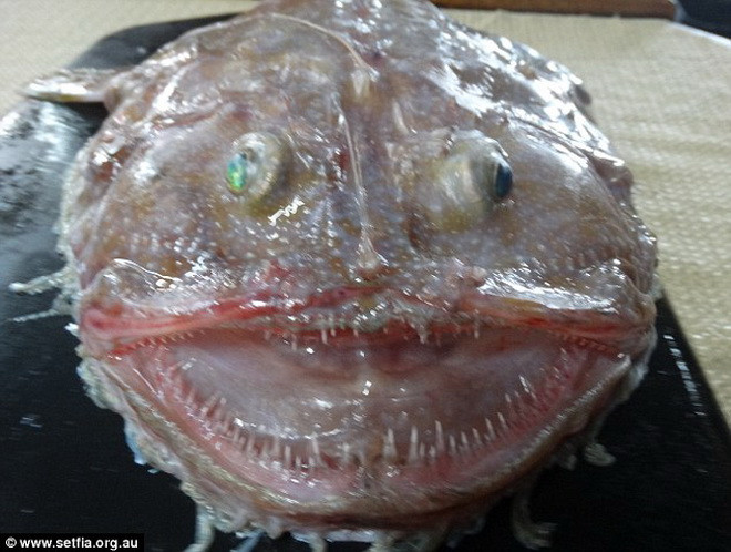 Theo các chuyên gia, đây nhiều khả năng là loài cá monkfish. (Nguồn: Daily Mail)
