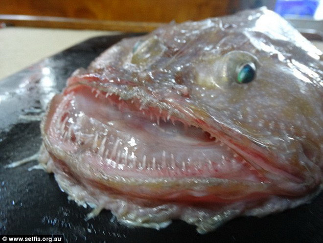 Loài cá này thường sống ở độ sâu từ 400-900 mét. (Nguồn: Daily Mail)