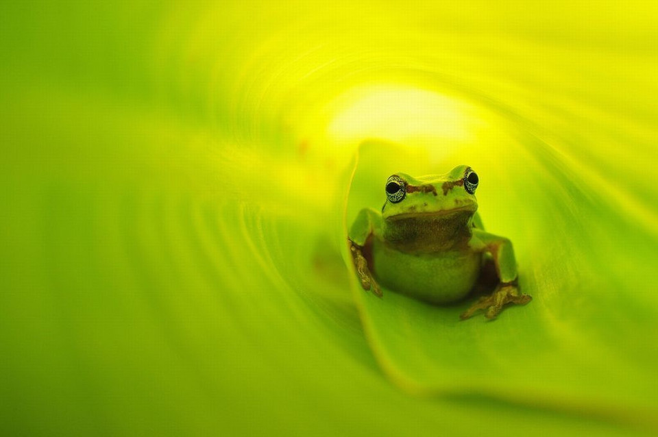 Một chú ếch ẩn mình trong màu xanh của lá cây cà na ở Ấn Độ. (Nguồn: NatGeo)
