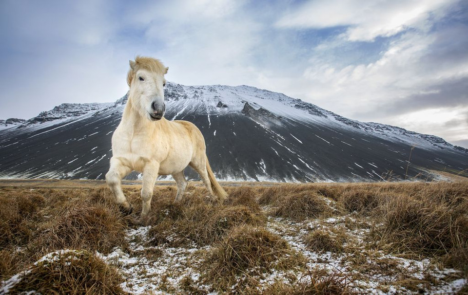Chú ngựa non ở Iceland. (Nguồn: NatGeo)