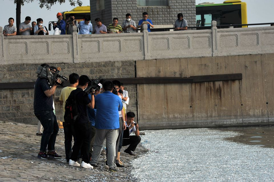 Theo người dân địa phương, nguyên nhân dẫn tới hiện tượng cá chết hàng loạt là do bị nhiễm xyanua. (Nguồn: CCTV)