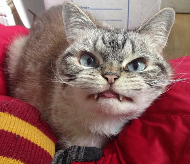 Tuy nhiên, gương mặt có phần dữ dằn của Loki của khiến nhiều người sợ hãi khi lần đầu nhìn thấy nó. (Nguồn: Daily Mail) 