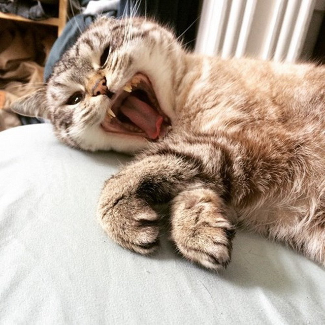 Loki rất tinh nghịch. (Nguồn: Daily Mail)