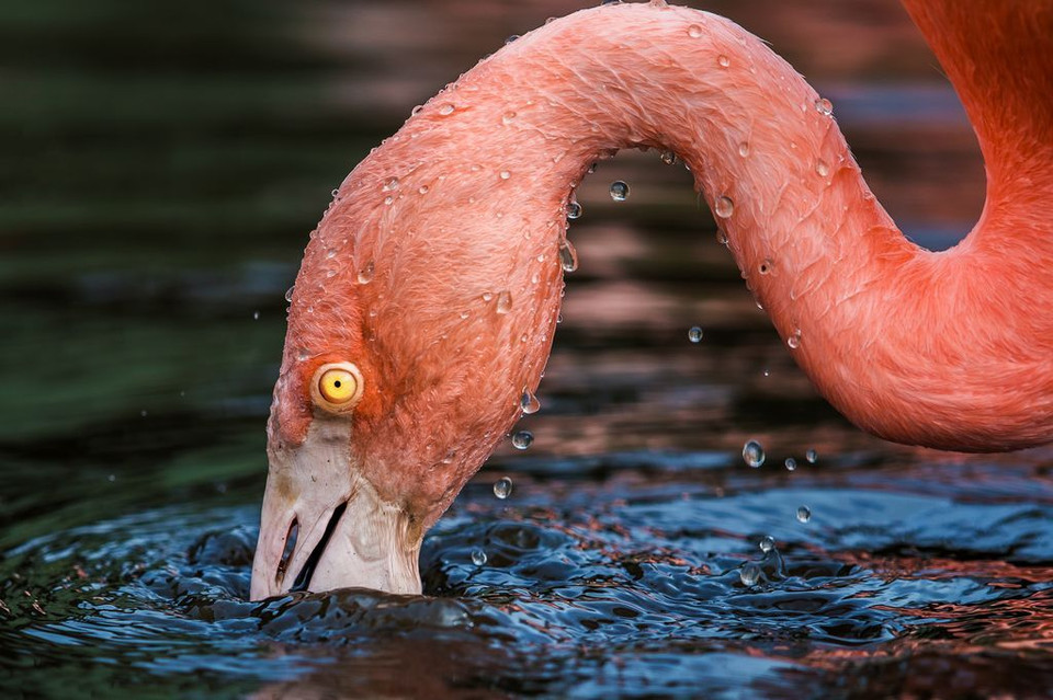 Chim hồng hạc tại Trung tâm bảo tồn Martin Mere Wetland ở Burscough, Anh. (Nguồn: NatGeo)