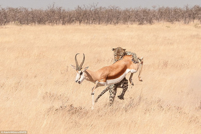 Con báo chỉ mất 20 giây để tóm gọn được chú linh dương. (Nguồn: Daily Mail)