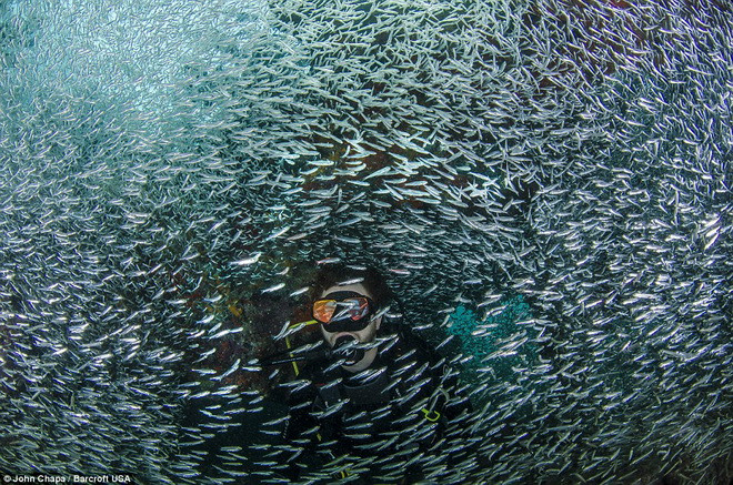  John Chapa và những người bạn của mình thích thú khi thấy đàn cá cơm. (Nguồn: Barcroft USA)