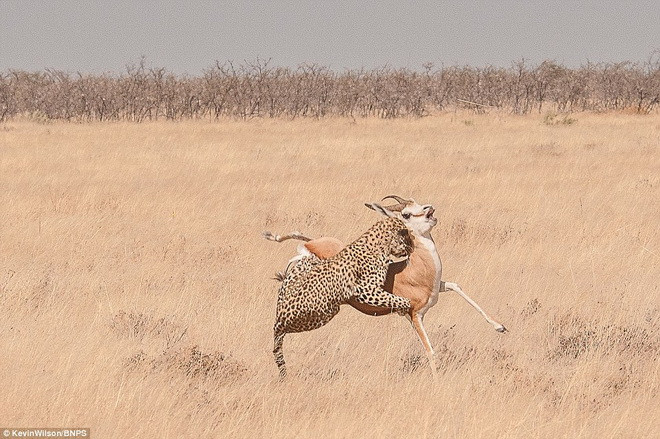 Con báo bám chặt lấy chú linh dương. (Nguồn: Daily Mail)