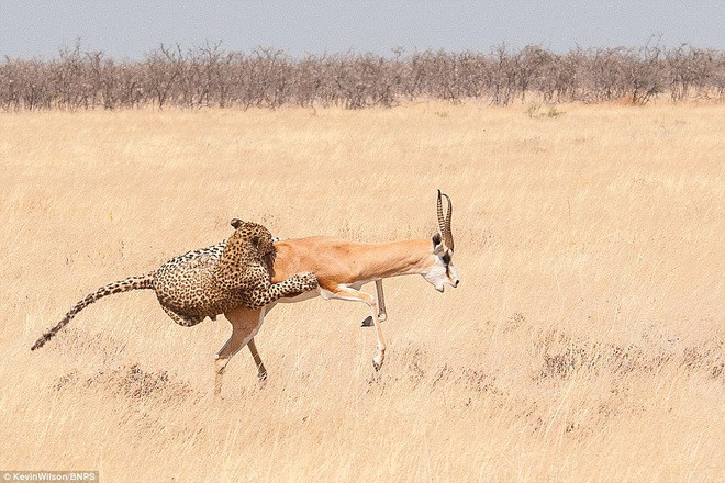 Con báo bám chặt lấy chú linh dương. (Nguồn: Daily Mail)