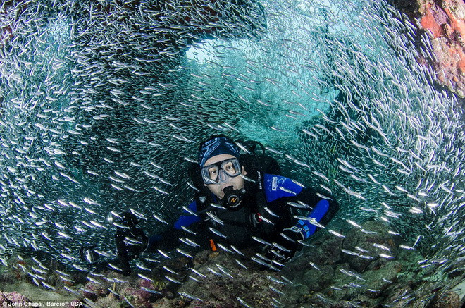  John Chapa và những người bạn của mình thích thú khi thấy đàn cá cơm. (Nguồn: Barcroft USA)